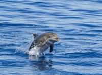 GRECJA - Morze Egejskie Sugerowane trasy: <br />1. Kos, Pserimos, Kalimnos, Leros, Lipsi, Arki, Patmos, Kos - po drodze mamy jeszcze kilka małych wysepek. <br />2. Kos, Nisyros, Tilos, Halki, Alimia, Symi, Kos