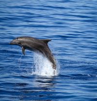 GRECJA - Morze Egejskie Sugerowane trasy: <br />1. Kos, Nisyros, Tilos, Halki, Alimia, Symi, Kos <br />2. Kos, Pserimos, Kalimnos, Leros, Lipsi, Arki, Patmos, Kos - po drodze mamy jeszcze kilka małych wysepek.