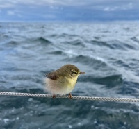 Wyruszymy ze Świnoujście. Po drodze odwiedzimy Rugię, wspaniałą  Kopenhagę oraz Helsingør. Rejs kończymy w Göteborgu.